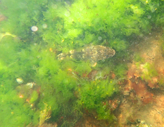 Platycephalus laevigatus