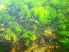 Platycephalus laevigatus