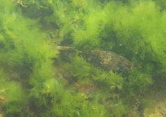 Platycephalus laevigatus