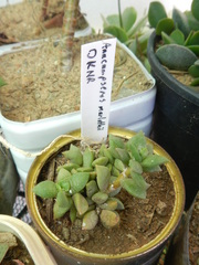 Anacampseros telephiastrum