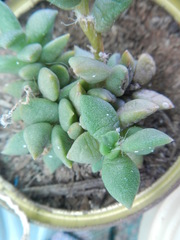 Anacampseros telephiastrum