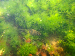 Platycephalus laevigatus