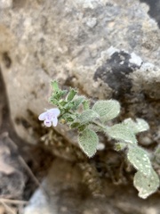 Clinopodium creticum, photograph (c) Line Juul Nielsen, some rights reserved (CC BY)
