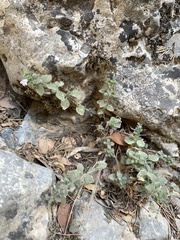 Clinopodium creticum, photograph (c) Line Juul Nielsen, some rights reserved (CC BY)