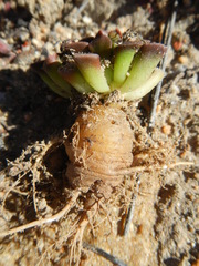 Anacampseros retusa