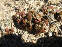 Anacampseros retusa