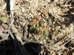 Anacampseros retusa