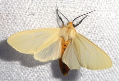 Pareuchaetes pseudoinsulata