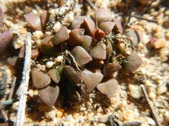 Anacampseros retusa