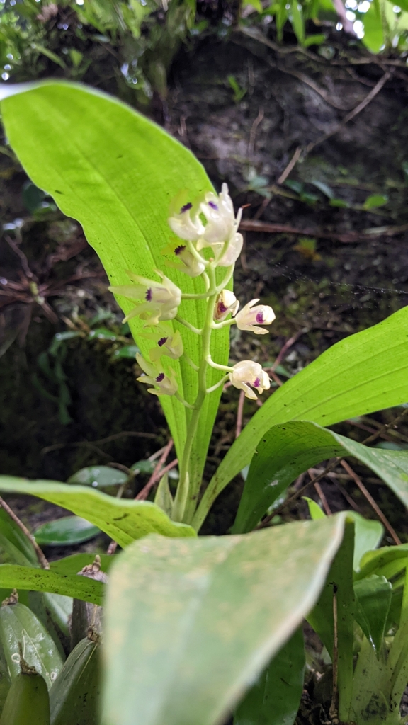 Eria scabrilinguis