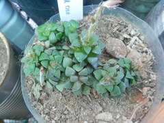 Anacampseros retusa