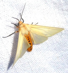 Pareuchaetes pseudoinsulata