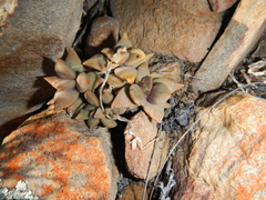 Anacampseros telephiastrum