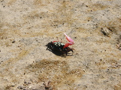 Paraleptuca crassipes