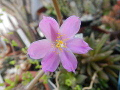 Anacampseros telephiastrum