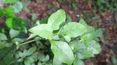 Coprosma tenuifolia
