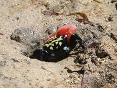 Paraleptuca crassipes