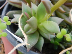 Anacampseros telephiastrum