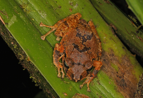 Pristimantis juanchoi