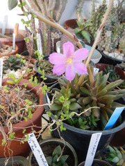 Anacampseros telephiastrum