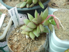 Anacampseros telephiastrum