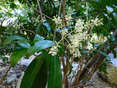 Ardisia revoluta