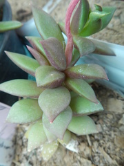 Anacampseros telephiastrum