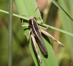 Macrotona securiformis