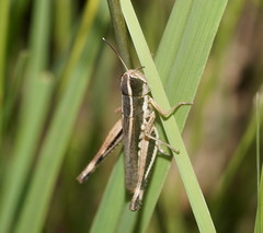 Macrotona securiformis