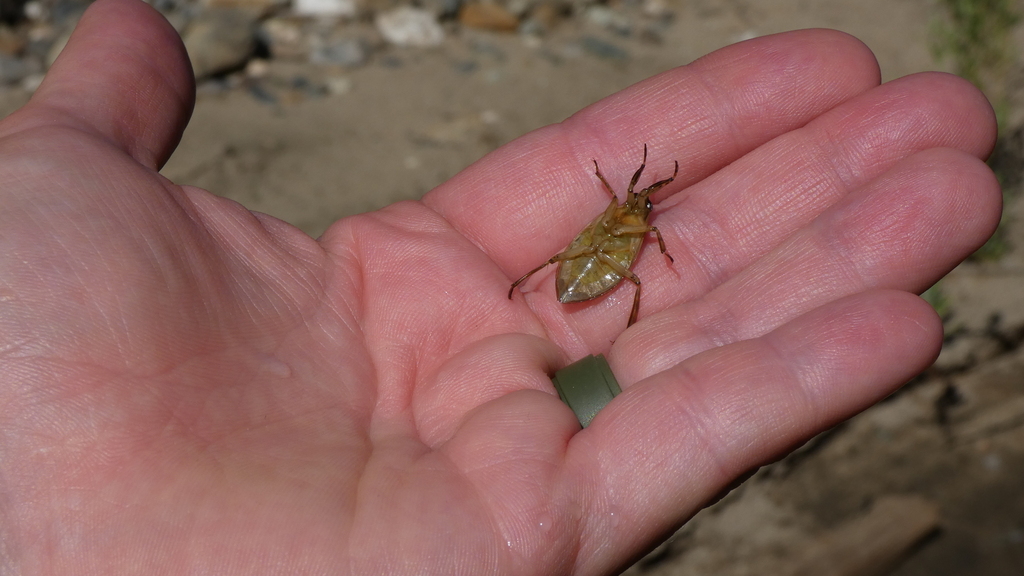 Belostoma from El Dorado County, CA, USA on July 24, 2023 at 0451 PM