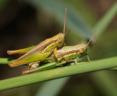 Bermius brachycerus