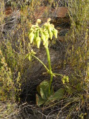 Cotyledon cuneata