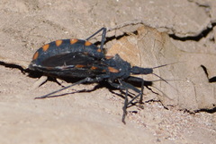 Triatoma longipennis