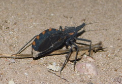 Triatoma longipennis