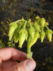 Cotyledon cuneata