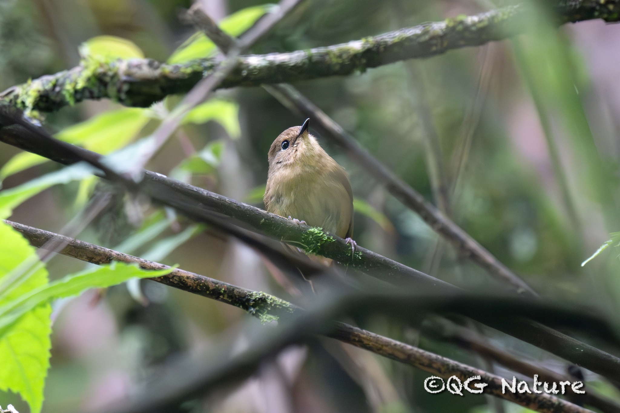 Slaty-blue Flycatcher