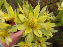 Leucadendron floridum