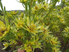Leucadendron floridum