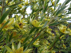Leucadendron floridum