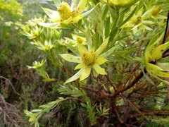 Leucadendron floridum