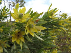 Leucadendron floridum