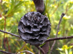 Leucadendron floridum