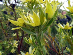 Leucadendron floridum