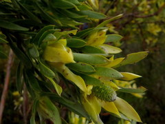 Leucadendron floridum