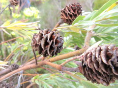 Leucadendron floridum
