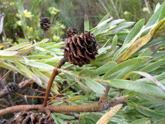 Leucadendron floridum
