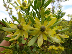 Leucadendron floridum