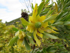 Leucadendron floridum