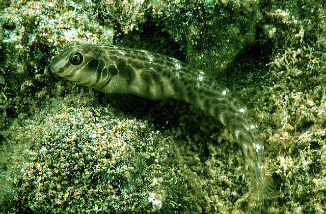 Omobranchus