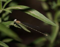 Pseudagrion aureofrons